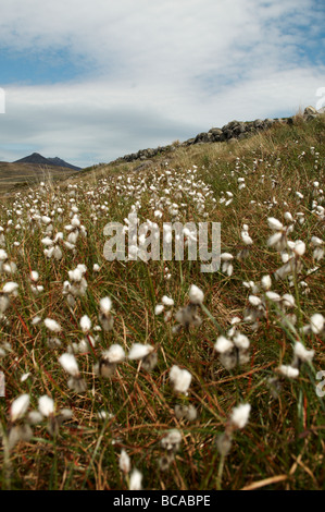Moor-Baumwolle oder Wollgras im Torfmoor, Mourne Berge wachsen Stockfoto