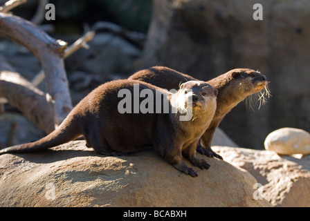 Ein paar asiatische Smalled krallte Otter (Aonyx Cinerea). Stockfoto