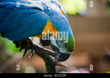 Blau-gelbe Ara, Ara Ararauna Stockfoto
