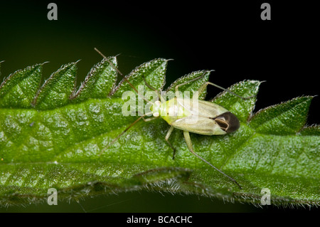 Kartoffel-Kapsid-Fehler Stockfoto