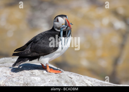 Papageitaucher auf Farne Islands Stockfoto