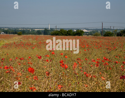 Mohnfeld in der Nähe von Royston Hertfordshire geschossen um ca. 09:00 Anfang Juli 2009 Stockfoto