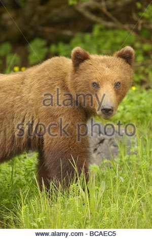 Porträt von Braunbär grasige Ufer in der Nähe. Stockfoto