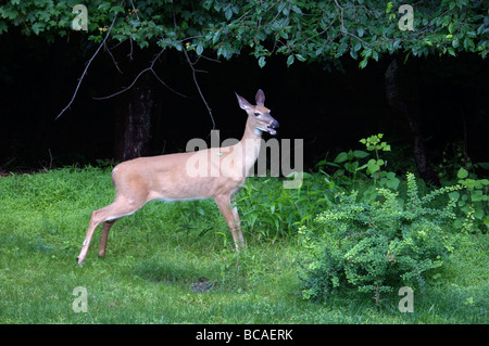 Weiß - angebundene Rotwild auf Rasen Stockfoto