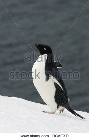 Adelie Penguin (Pygoscelis Adeliae) zu Fuß auf Schnee. Stockfoto