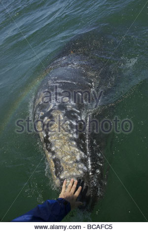 Hand zu berühren Grauwal, San Ignacio Lagune, Baja California, Mexiko Stockfoto