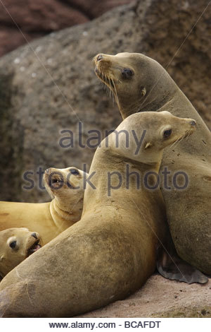 Kalifornien Seelöwen, Golf von Kalifornien, Mexiko. Stockfoto