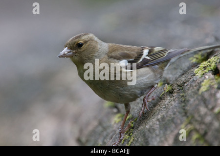 Weibliche Buchfinken (Fringilla Coelebs) auf einem Baumstamm Stockfoto