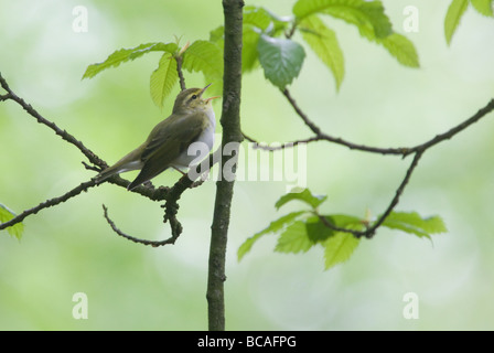 Wood Warbler Gesang (Phylloscopus Sibilatrix) an der Nagshead RSPB Natur reservieren in Wald des Dekans, Gloucestershire UK Stockfoto