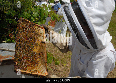 Imker Inspektion einen Rahmen aus dem Bienenstock. Stockfoto