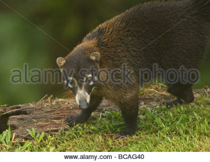 White-gerochene Nasenbär Arenal Observatory Lodge, Costa Rica. Stockfoto