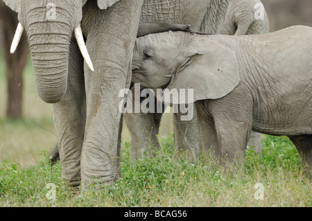 Stock Foto von einem Elefant Kalb, Krankenpflege, Ndutu, Tansania, 2009. Stockfoto