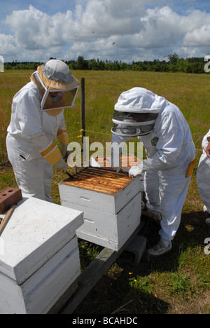 Imker Inspektion einen Bienenstock. Stockfoto