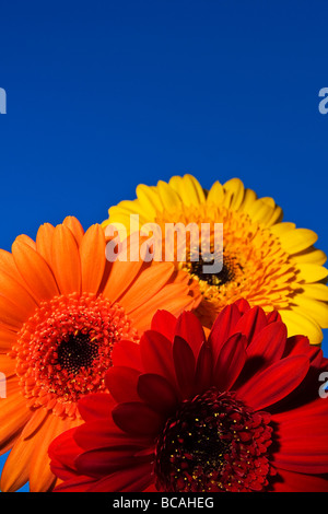 Foto von drei Gerbera-Blüten vor blauem Himmel. Stockfoto