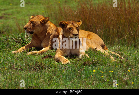 Ein paar der weiblichen Löwen Panthera Leo Ruhe während der Hitze des Tages NGORONGORO Krater, Tansania Stockfoto