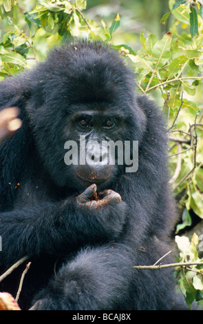 Ein wachsam, weibliche vom Aussterben bedrohten Berggorillas von Termiten ernähren. Stockfoto