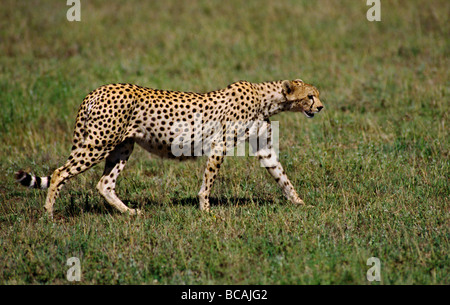 Die vom Aussterben bedrohten Gepard ACINONYX JUBATUS erreichen 70 MPH bei der Jagd SERENGETI PLAINS Tansania Stockfoto