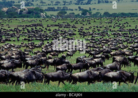 So viele wie 1 5 Millionen GNUS in der SERENGETI PLAINS jedes Jahr MORU KOPJES SERENGETI PLAINS Tansania migrieren Stockfoto