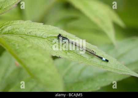 Blau-tailed Damselfly Ischnura Elegans Männchen ruht auf einem Blatt Stockfoto