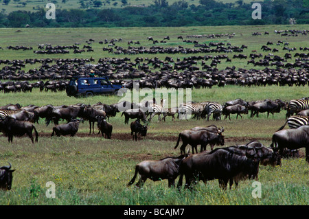 Gerade einige der 1 5 Millionen GNUS die Migration in der SERENGETI PLAINS MORU KOPJES Tansania Stockfoto