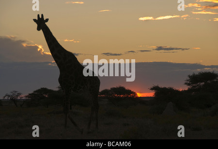 Giraffe (Giraffa Plancius) Silhouette bei Sonnenuntergang im Etosha Nationalpark in Namibia Stockfoto