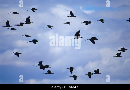 Die Silhouette einer gemischten Sacred und Sichler Herde im Flug. Stockfoto