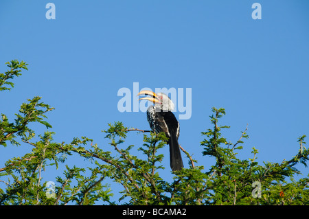 Südlichen Yellowbilled Toko (Tockus Flavirostris Alcedinidae) im Etosha Nationalpark in Namibia Stockfoto