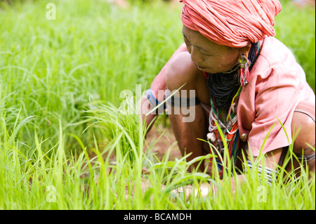 Pwo Karen Hill Tribe alte arbeiten mit Reis Sämlinge während der Saison im Norden Thailands Umpflanzen Stockfoto