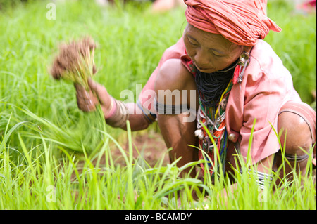 Pwo Karen Hill Tribe alte arbeiten mit Reis Sämlinge während der Saison im Norden Thailands Umpflanzen Stockfoto