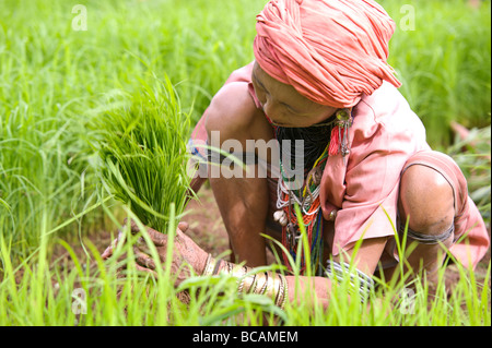 Pwo Karen Hill Tribe alte arbeiten mit Reis Sämlinge während der Saison im Norden Thailands Umpflanzen Stockfoto