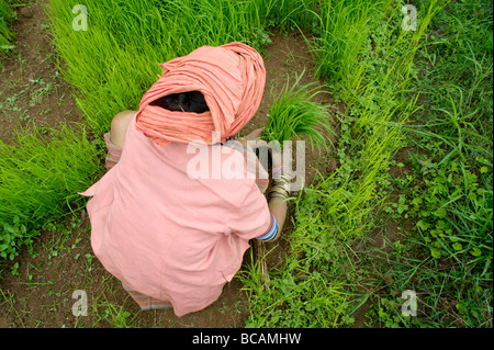 Pwo Karen Hill Tribe alte arbeiten mit Reis Sämlinge während der Saison im Norden Thailands Umpflanzen Stockfoto