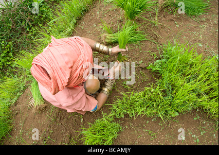 Pwo Karen Hill Tribe alte arbeiten mit Reis Sämlinge während der Saison im Norden Thailands Umpflanzen Stockfoto