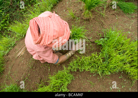 Pwo Karen Hill Tribe alte arbeiten mit Reis Sämlinge während der Saison im Norden Thailands Umpflanzen Stockfoto