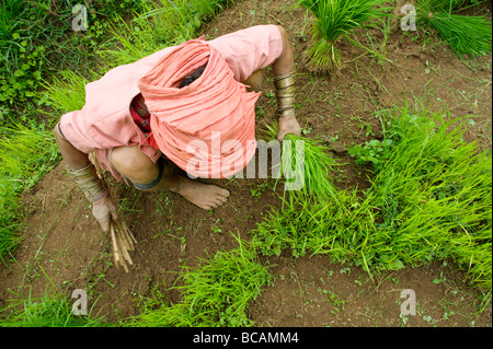 Pwo Karen Hill Tribe alte arbeiten mit Reis Sämlinge während der Saison im Norden Thailands Umpflanzen Stockfoto