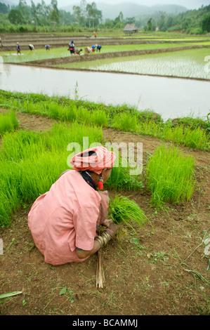 Pwo Karen Hill Tribe alte arbeiten mit Reis Sämlinge während der Saison im Norden Thailands Umpflanzen Stockfoto