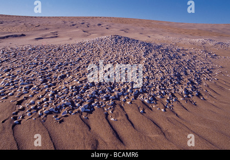 Eine alte Aboriginal Shell Midden auf einer mobilen Küsten Sanddüne. Stockfoto