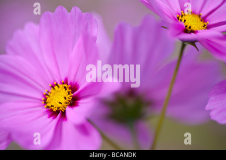 Ausstrahlung Kosmos ist Mitglied der Aster-Familie kultiviert.  Es hat große 2-2,5' Blüten von unterschiedlicher Farbe.  Diese Sorte wird ca. 4-5 Fuß hoch wachsen. Stockfoto