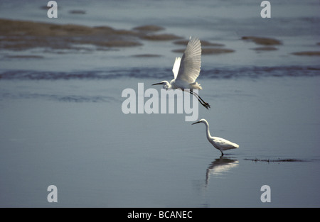 Eine anmutige Seidenreiher startet in Flug von ruhig Tidengewässern. Stockfoto