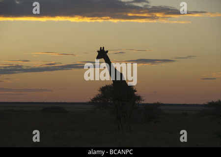 Giraffe (Giraffa Plancius) Silhouette bei Sonnenuntergang im Etosha Nationalpark in Namibia Stockfoto