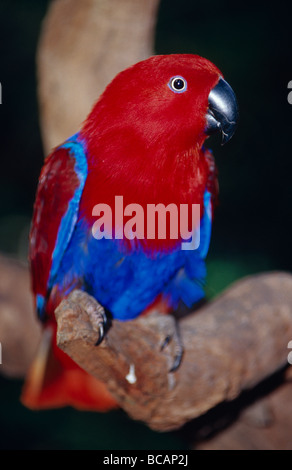Das helle rote und blaue Gefieder des weiblichen Edelpapagei. Stockfoto