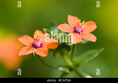 Scarlet Pimpernel Stockfoto