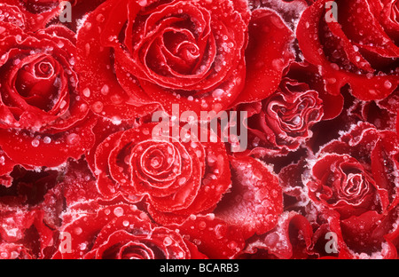 gefrorenen Regentropfen auf rote Rosen Stockfoto