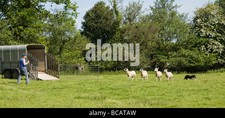 Eine Schäferin bei Sheepdog Trials im Wettbewerb Stockfoto