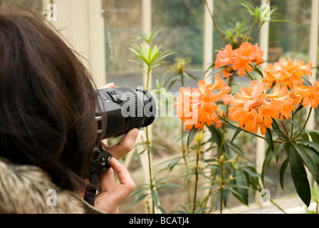 Junge weibliche Fotografen die Bilder von Blumen im Gewächshaus im Botanischen Garten, Dublin, Irland Stockfoto