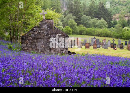 Bereich der Glockenblumen vor St. Johannes Kirche, Ballachulish, Schottland. Stockfoto