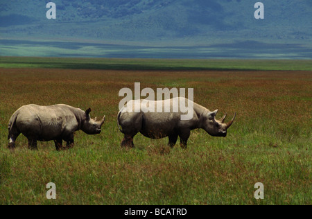 Die vom Aussterben bedrohte SPITZMAULNASHORN Diceros Bicornis hat gejagt, um Aussterben NGORONGORO Krater, Tansania Stockfoto