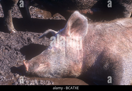 Ein Schwein im Dreck wälzen, bei heißem Wetter UK Stockfoto