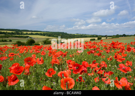 Mohnfeld in Kent, Großbritannien Stockfoto