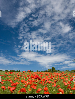 Mohnfeld in Kent, Großbritannien Stockfoto