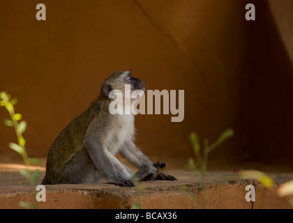 Vervet Geld entspannenden Stockfoto